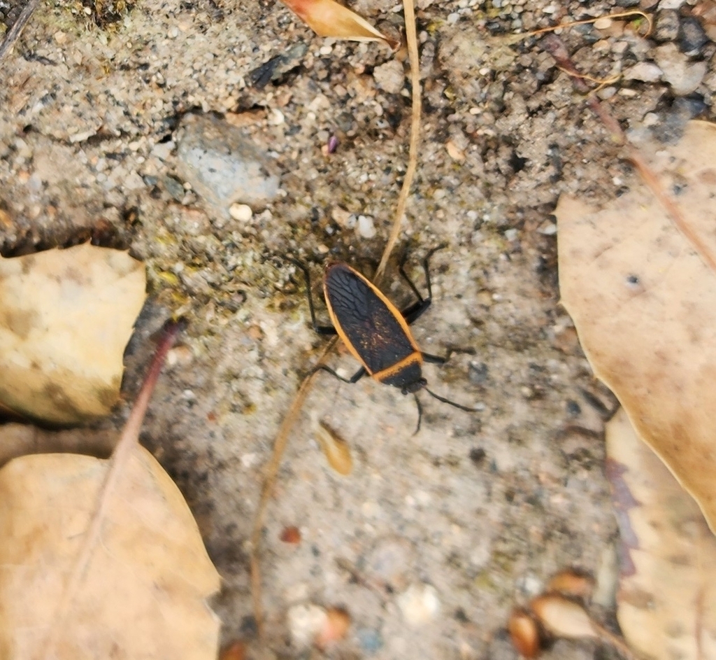 California Bordered Plant Bug from Lead Hill, Roseville, CA 95661, USA ...