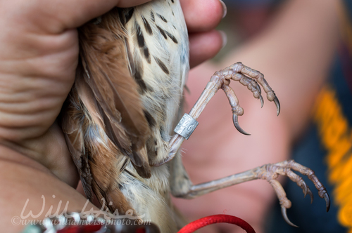 Brown Thrasher Banding