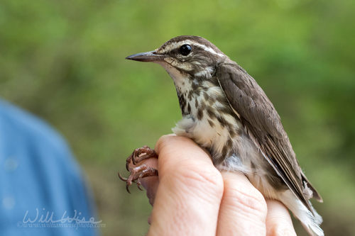 Louisiana Waterthrush