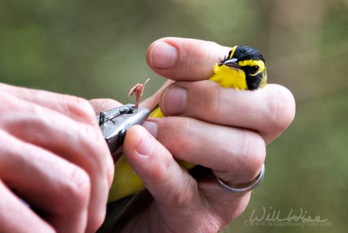 Kentucky Warbler