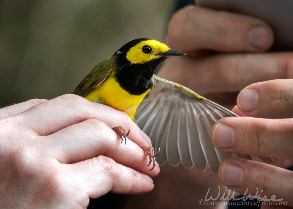 Hooded Warbler