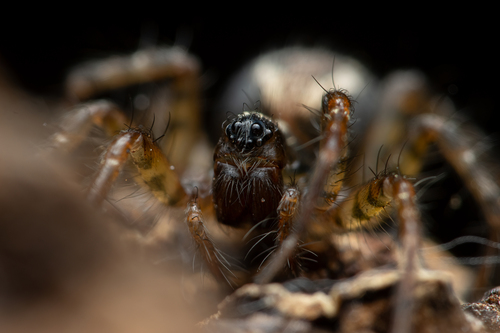 Toothed Weaver