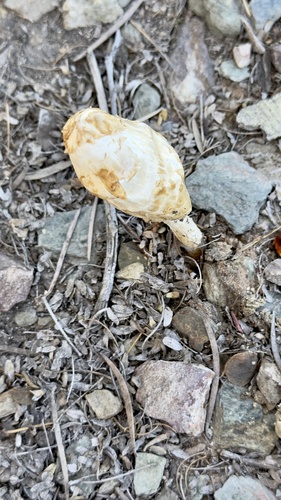 Podaxis inyoensis