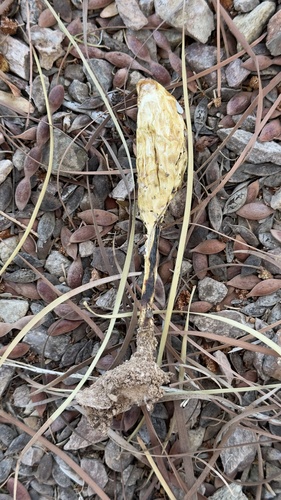 Podaxis inyoensis