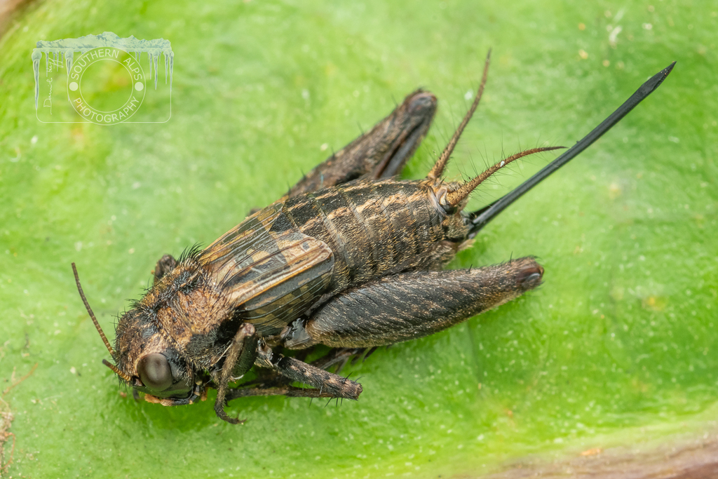 Bobilla nigrovus from Leitchs Hut, Herangi Range, Waikato, New Zealand