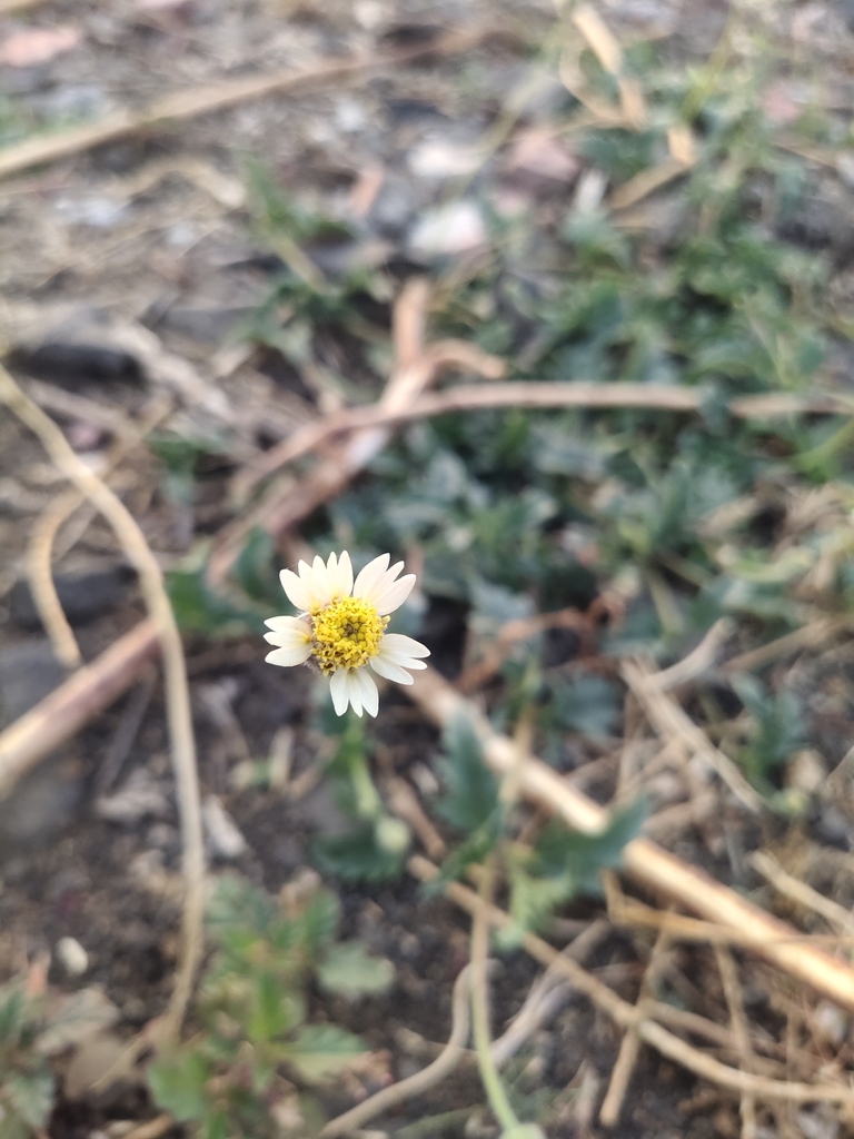 Tridax daisy from Daryapur, Maharashtra, India on March 23, 2024 at 06: ...