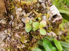 Sphyrospermum buxifolium image