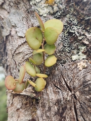 Sphyrospermum buxifolium image