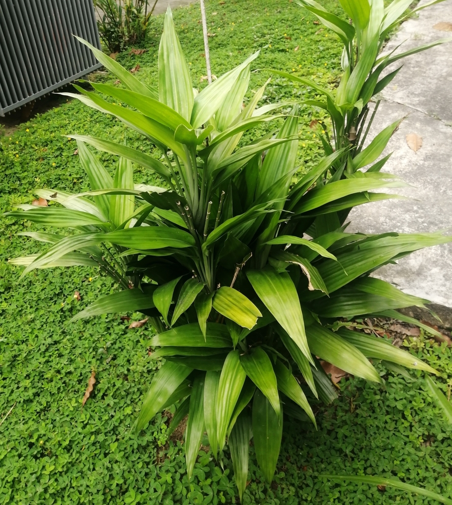 Lance Dracaena from 6PPH+CX2, Iquitos 16007, Perú on March 19, 2024 at ...