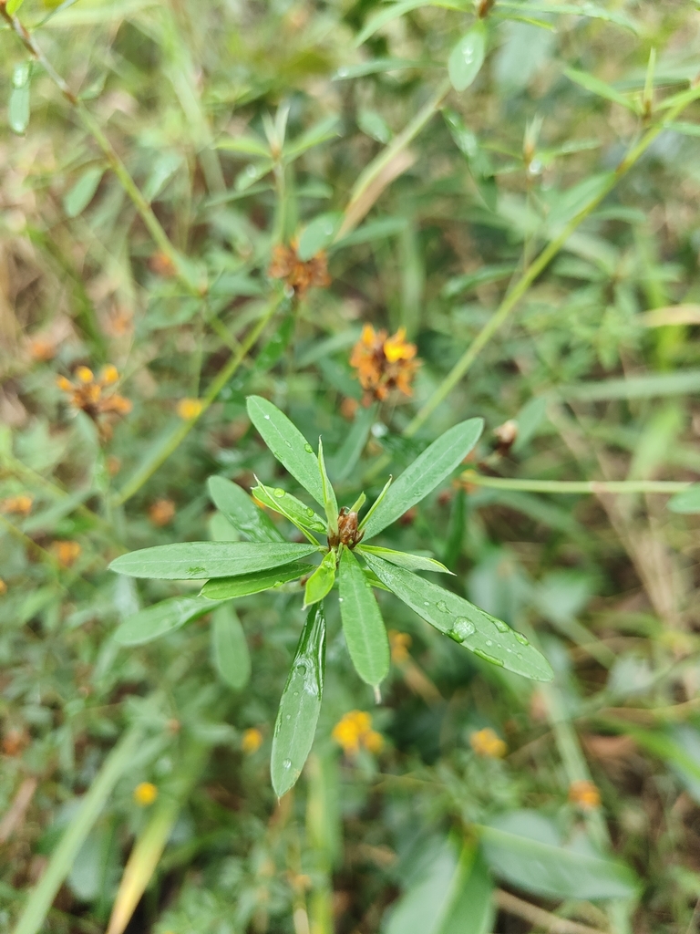 myrtle bush-pea from Glass House Mountains QLD 4518, Australia on March ...