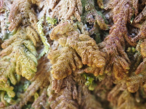 Trichocoleopsis