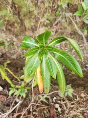 Impatiens sodenii image