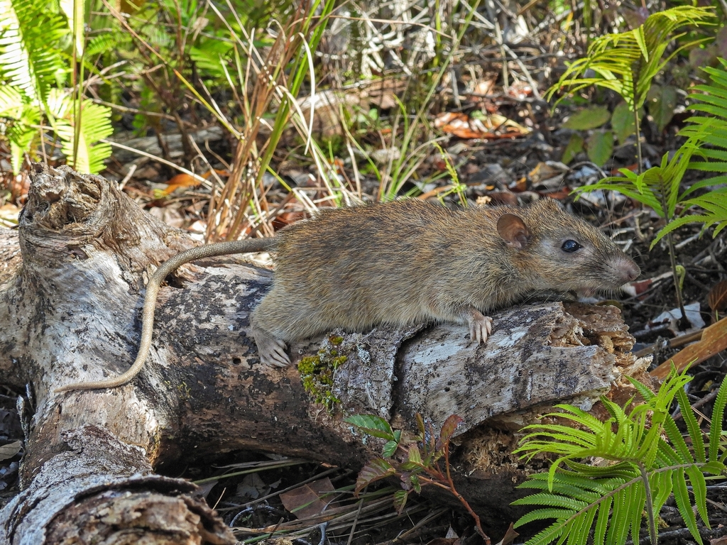 Philippine Forest Rat from 3W2F+H6F, Lantapan, Bukidnon, Philippines on ...