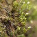 Symblepharis crispifolia - Photo (c) 大作晃一, todos los derechos reservados, subido por 大作晃一