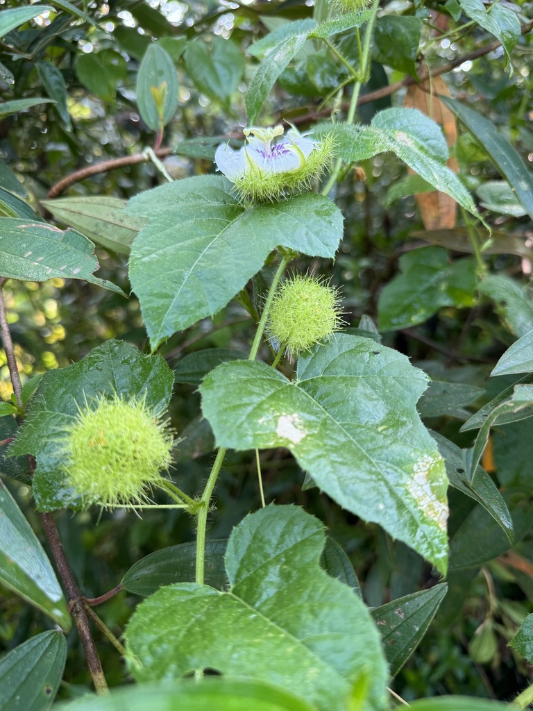 Passiflora vesicaria from Kampung Batu 7, Rantau Panjang, Perak, MY on ...