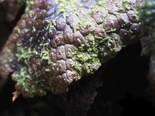 Cololejeunea spinosa