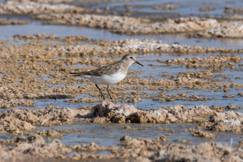 Baird's Sandpiper