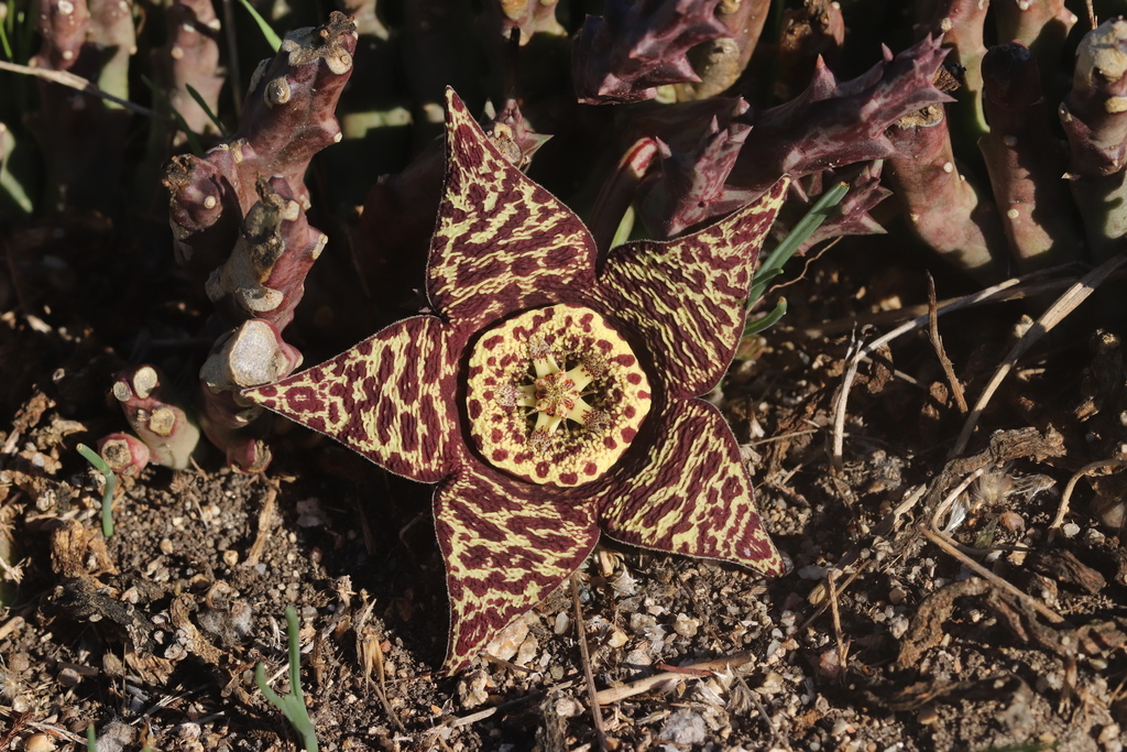 Orbea variegata — an easy houseplant, prefers full sun light