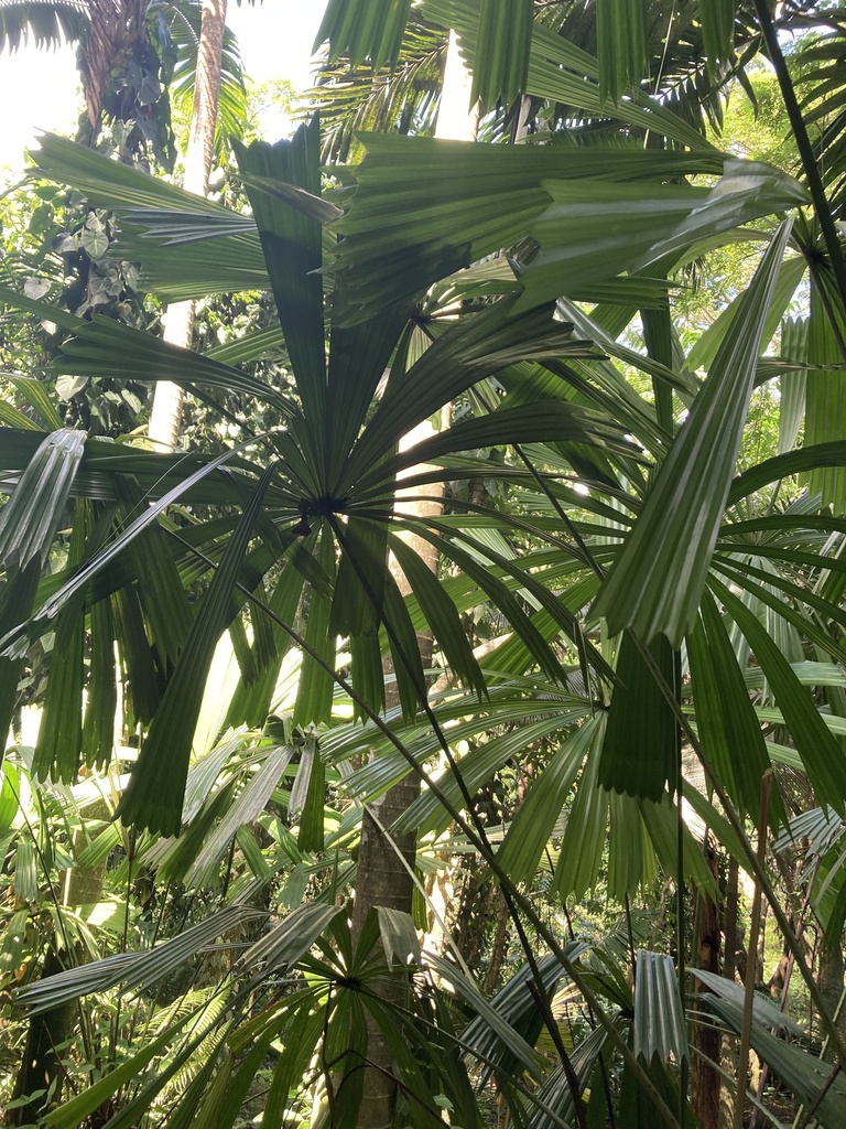 Mangrove fan palm from Viti Levu, Fiji, FJ on March 22, 2024 at 10:50 ...