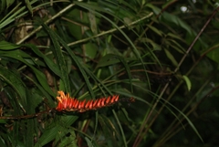 Pitcairnia brittoniana image