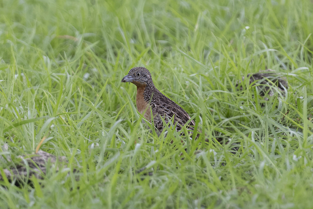 Sumba Buttonquail (Turnix everetti) photo