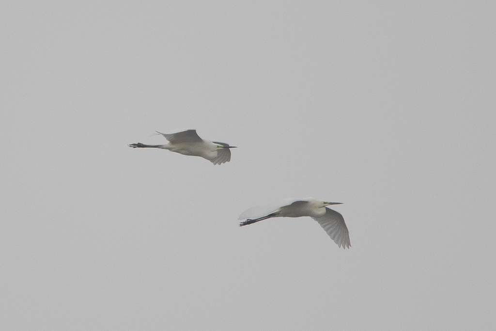 Great Egret from Грязинский р-н, Липецкая обл., Россия on March 23 ...