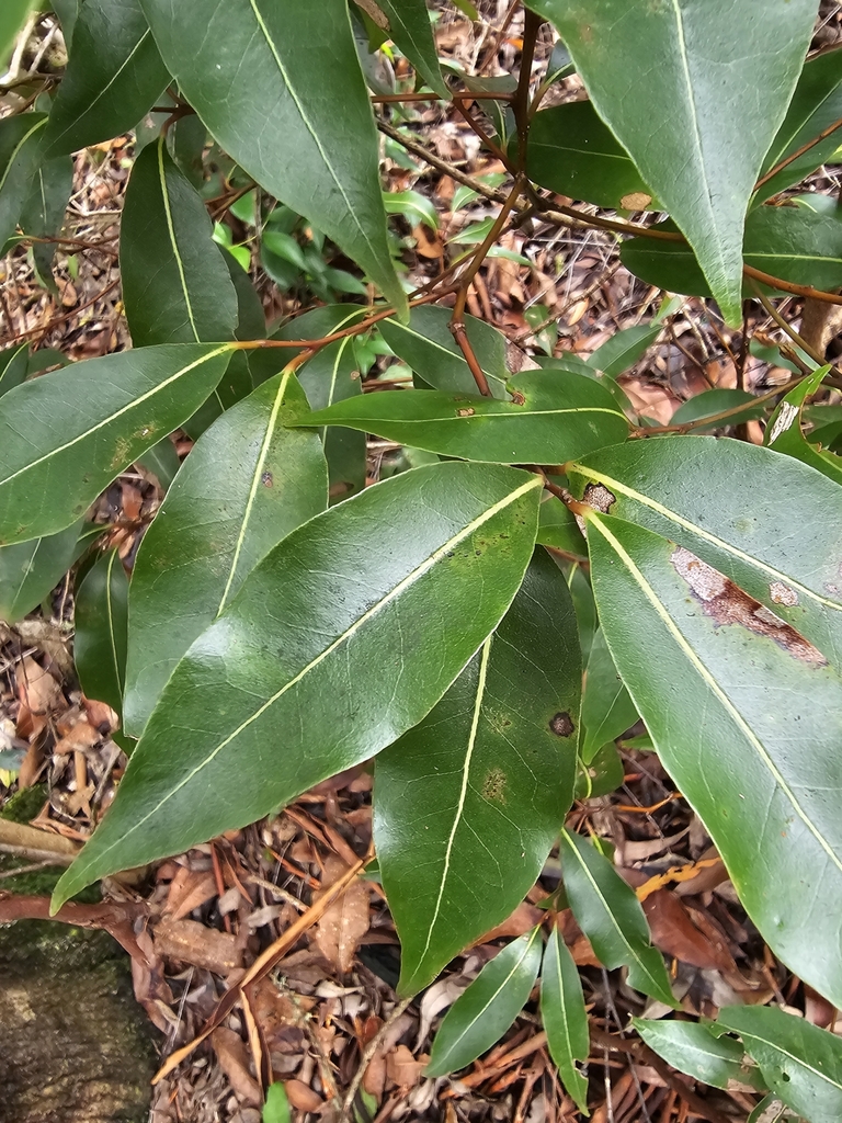 Endiandra sieberi from MJPC+M7 Mount Nothofagus National Park, Lindesay ...