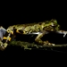 Lancaster's Tree Frog - Photo (c) Raby Núñez, all rights reserved, uploaded by Raby Núñez
