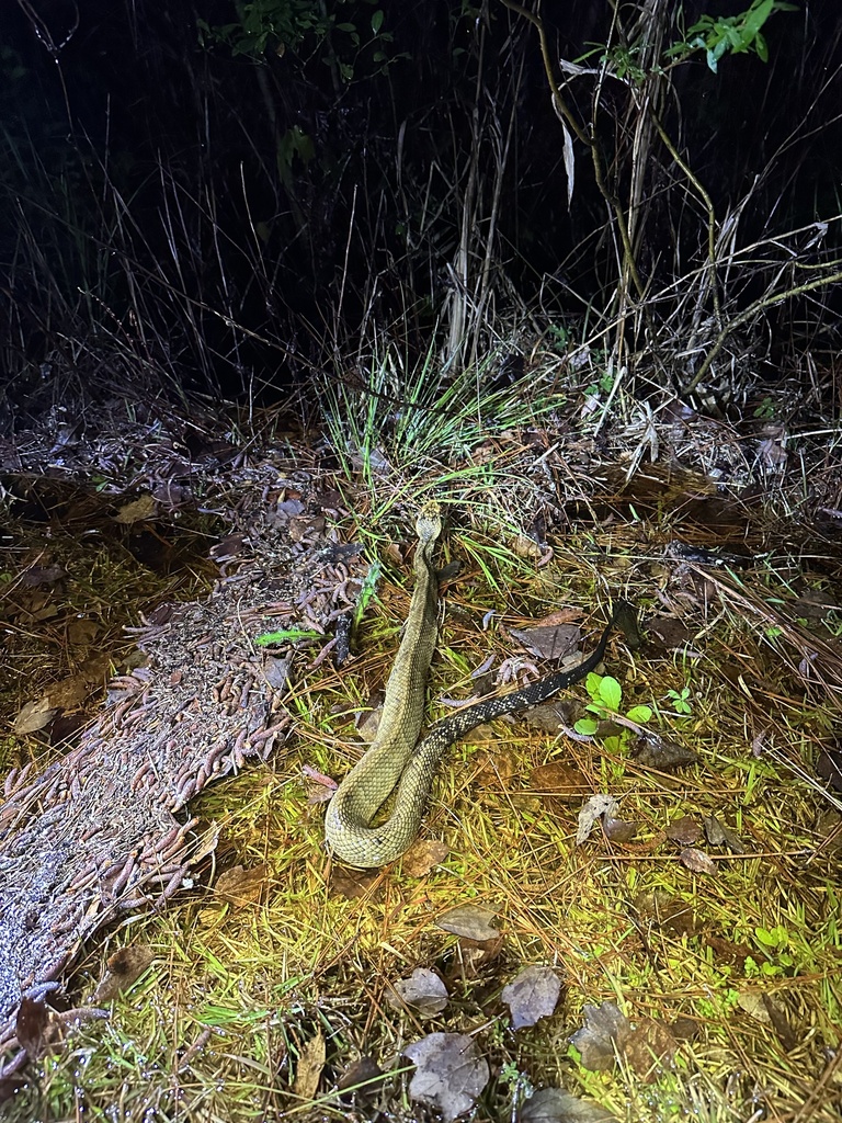 okefenokee national wildlife refuge waycross        
        <figure class=