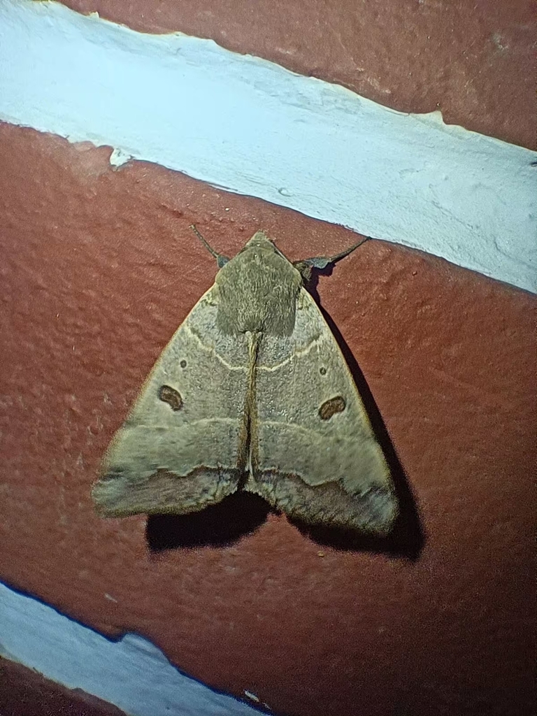 Ophiusa from Dhyari, Uttarakhand 263622, India on March 23, 2024 at 09