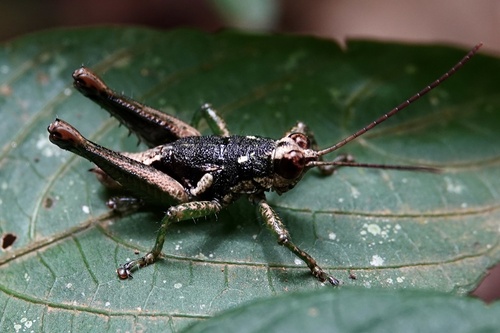 Physocrobylus tessa