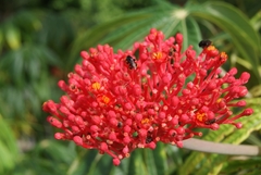 Jatropha multifida image