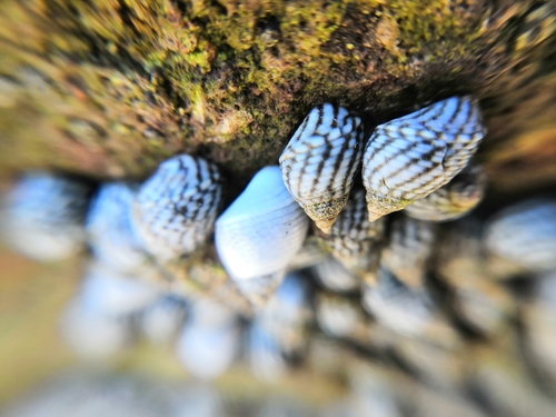 Echinolittorina aspera