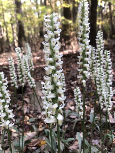 Spiranthes odorata (Nutt.) Lindl.