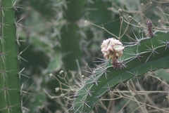 Acanthocereus tetragonus image