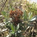 Pentacalia andicola - Photo (c) sandyarroyo, todos los derechos reservados, subido por sandyarroyo