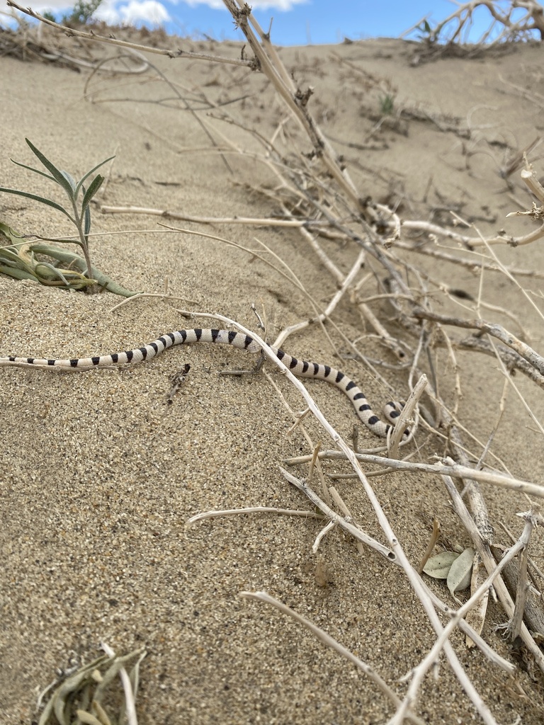 Resplendent Desert Shovel-nosed Snake from San Diego County, US-CA, US ...