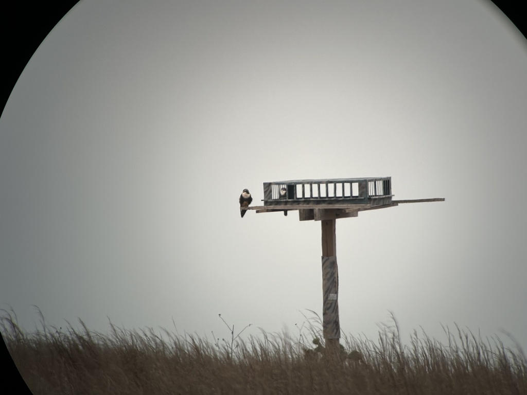 Aplomado Falcon in March 2024 by George Kinney · iNaturalist