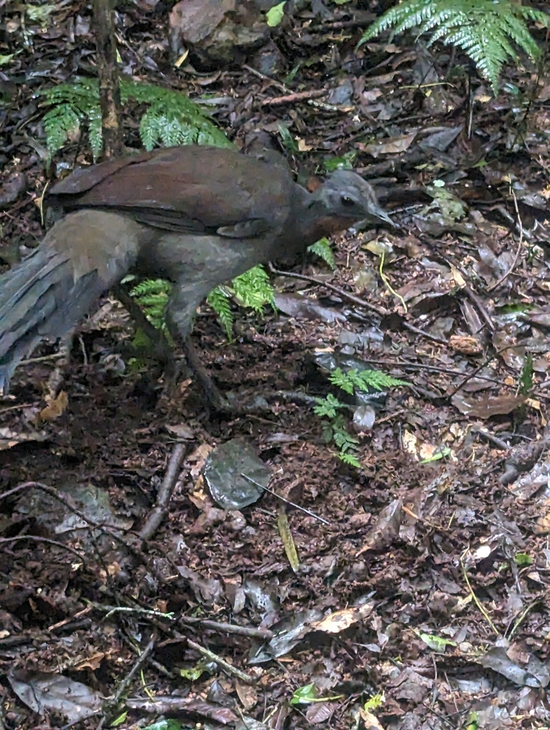 Superb Lyrebird from JPMH+WW Lyrebird Link track, Dorrigo Mountain NSW ...