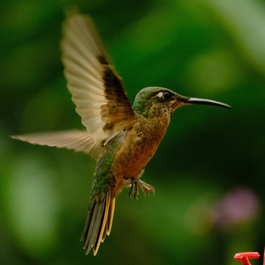 Fawn-breasted Brilliant (Heliodoxa rubinoides) photo