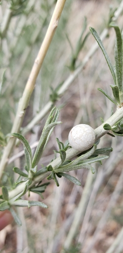 Bubble-gall tephritid
