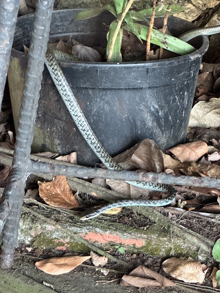 Palau Tree Snake from Malakal, Palau, PW on March 24, 2024 at 05:57 PM ...