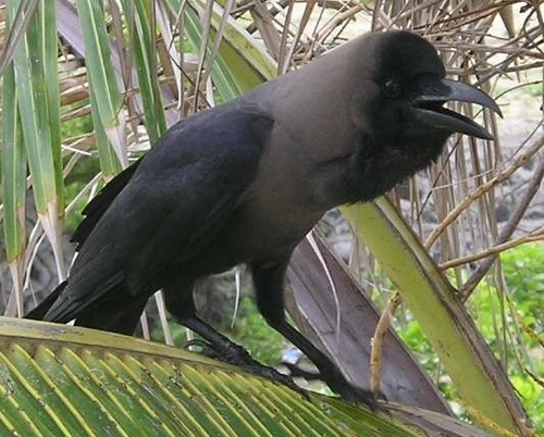 House Crow