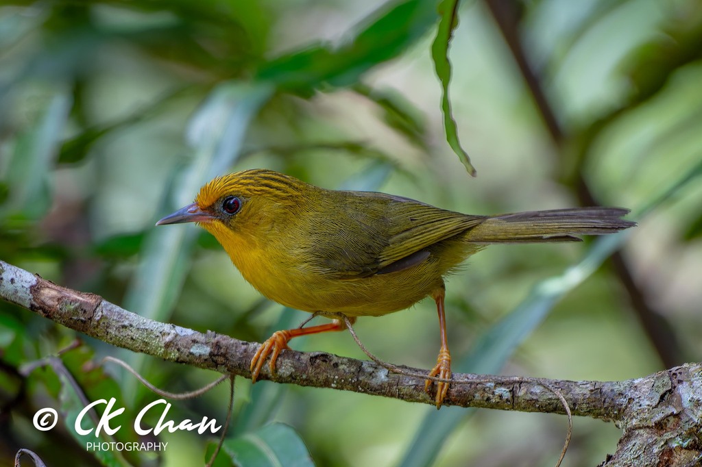 Golden Babbler photo