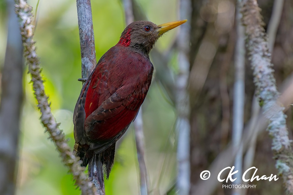 Maroon Woodpecker photo