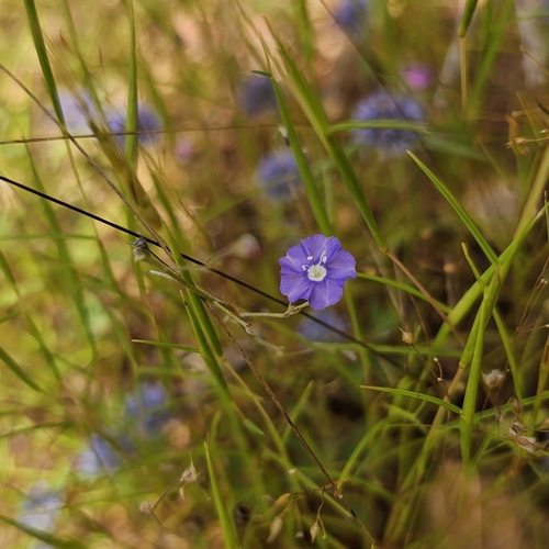 tropical speedwell