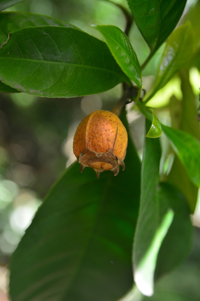 Gustavia dubia from Jardín Botánico de Medellín on April 26, 2019 by ...