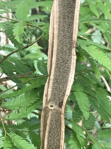 Piptadenia gonoacantha