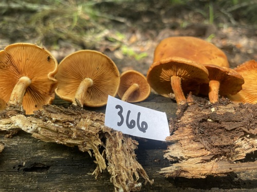 Gymnopilus subdryophilus (Photo 2 of 4)