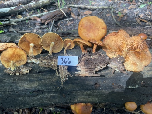 Gymnopilus subdryophilus